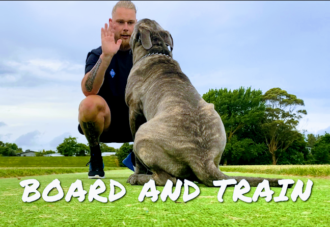 Reviews of Canine Success in Palmerston North - Dog trainer