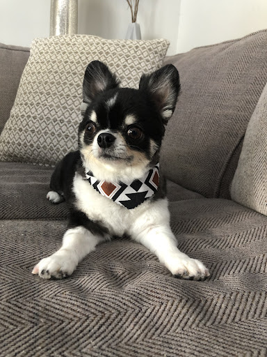 Pet Groomer «Woof Gang Bakery & Grooming Bridgewater», reviews and photos, 732 US-202 #130, Bridgewater, NJ 08807, USA