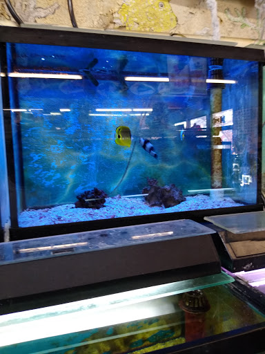 Tropical Fish Store «Superway Aquarium», reviews and photos, 177 Tennyson Rd, Hayward, CA 94544, USA