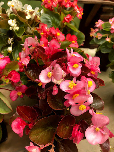 Comentarii opinii despre Viveros y Jardines Araucano