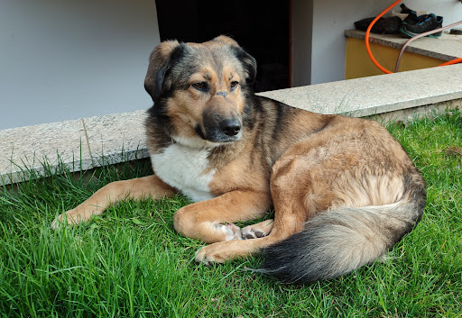 Dr. E. Tietz veterinarian for small Tiere unter Waldkirch, 