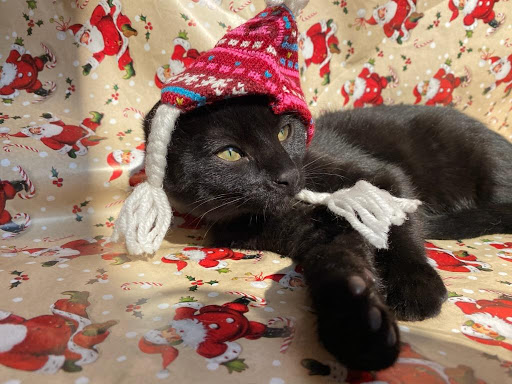 Pet Supply Store «Petco Animal Supplies», reviews and photos, 1425 N Montebello Blvd, Montebello, CA 90640, USA