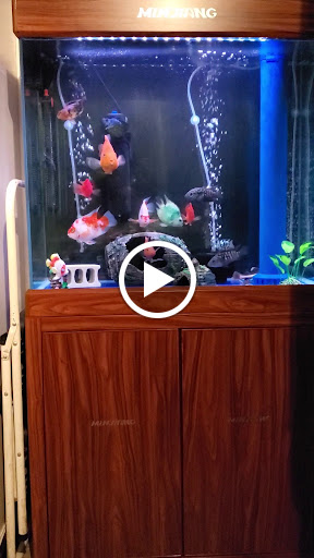 Pet Supply Store «New Lucky Fish Aquarium & Pet Supply», reviews and photos, 4818 8th Ave, Brooklyn, NY 11220, USA