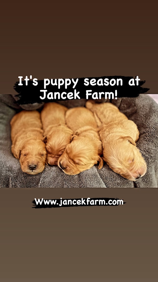 Jancek Farm- Dog Breeder