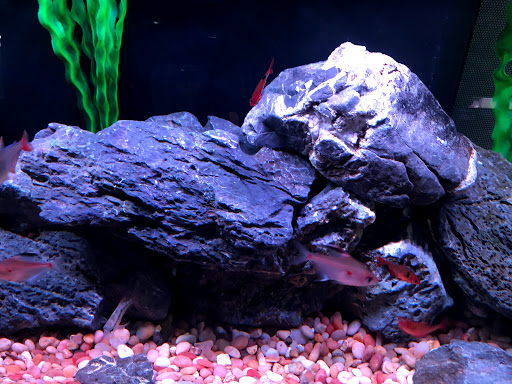 Pet Supply Store «Pets Plus», reviews and photos, 123 Nashua Rd #7, Londonderry, NH 03053, USA