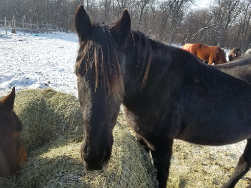 Tack Shop «3 Gems Tack & Stables», reviews and photos, 1175 85th Ave NW, Moorhead, MN 56560, USA