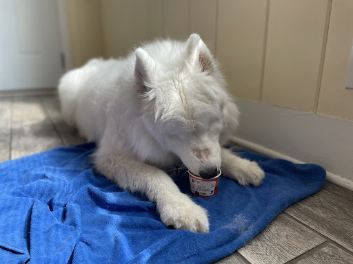 Pet Supply Store «K9 Kibble LLC», reviews and photos, 5535 6th Ave, Kenosha, WI 53140, USA