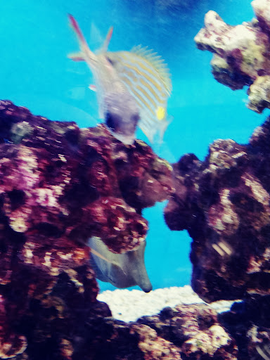 Pet Supply Store «Petco Animal Supplies», reviews and photos, 1719 York Rd, Lutherville, MD 21093, USA