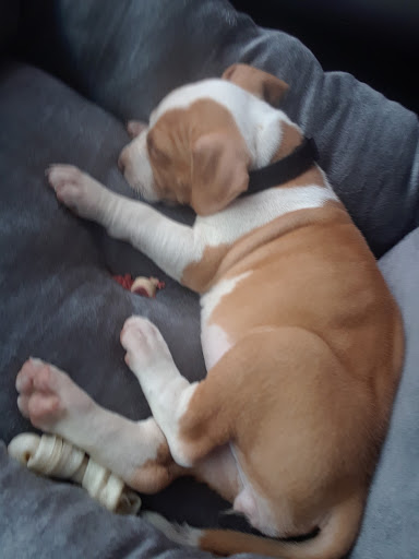 Pet Supply Store «All Island Pet Supplies», reviews and photos, 1177 Middle Country Rd, Middle Island, NY 11953, USA