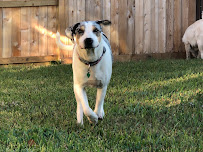 Pint Sized Pet Care - Photo 2 - Car repair in , Pearland