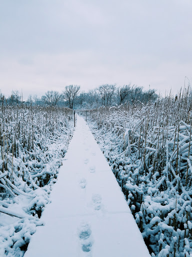 Nature Preserve «Volo Bog», reviews and photos, 28478 W Brandenburg Rd, Ingleside, IL 60041, USA