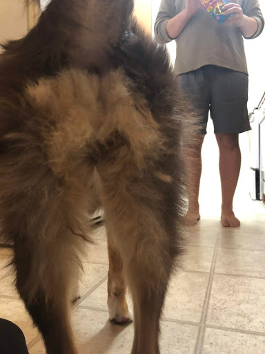 Dog Day Care Center «K9 Behavior UT, LLC», reviews and photos, 1458 Main St, Salt Lake City, UT 84115, USA