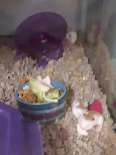 Pet Supply Store «Petco Animal Supplies», reviews and photos, 264 Dillon Ridge Way, Dillon, CO 80435, USA