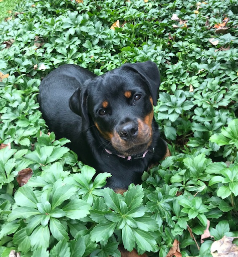 Veterinarian «Cherry Ridge Veterinary Clinic», reviews and photos, 328 Wanoka Road, Honesdale, PA 18431, USA