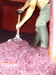 Photo n°19 de DOMAINE PAIRE à Ternand ()