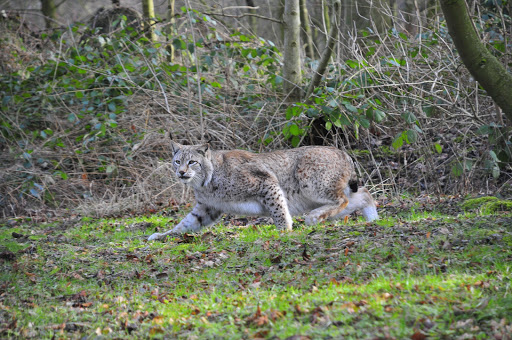 Wisentgehege Springe unter Springe, 