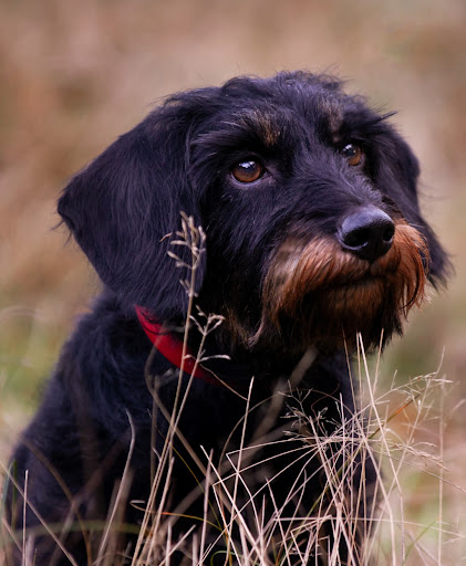 Tierarztpraxis Wiemersdorf unter Wiemersdorf, 