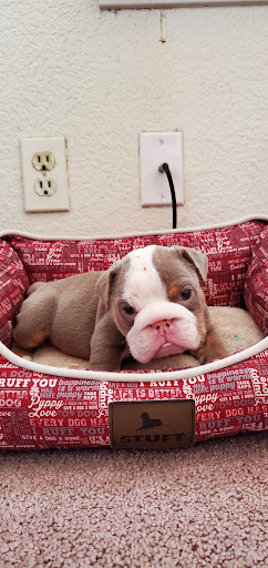 Pet Supply Store «Petco Animal Supplies», reviews and photos, 2687 Countryside Dr, Turlock, CA 95380, USA