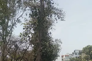 Arjun Trees image