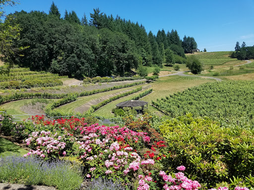 Winery «Elk Cove Vineyards», reviews and photos, 27751 NW Olson Rd, Gaston, OR 97119, USA