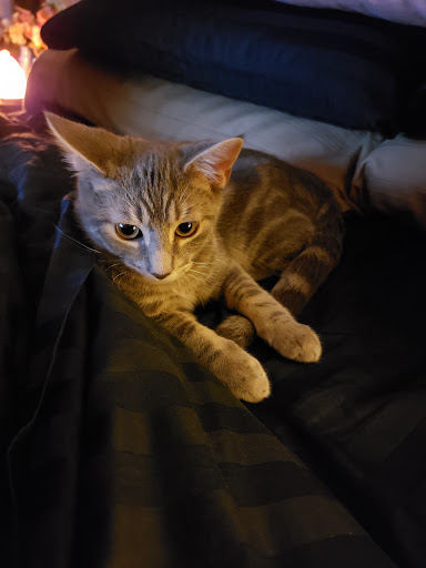 Pet Supply Store «Care-A-Lot Pet Supply Oyster Point», reviews and photos, 301 Oyster Point Rd, Newport News, VA 23602, USA