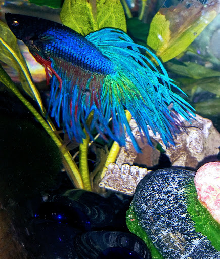 Pet Supply Store «Pet Supermarket», reviews and photos, 1070 E Hwy 50, Clermont, FL 34711, USA