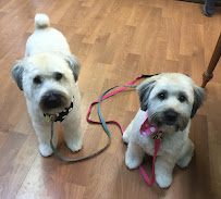 Britt's Bow Wow Boutique & Spa - Photo 4 - Car repair in Plymouth, MI, South Lyon