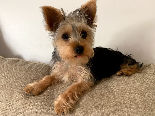 Photo of Huggable Haven Pet Salon