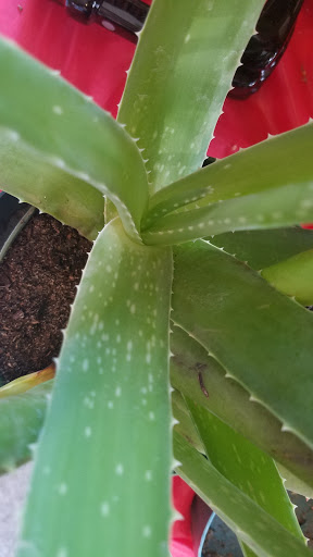 Florist «Exotic Florist & Gifts», reviews and photos, 1909 S Main St, Madisonville, KY 42431, USA