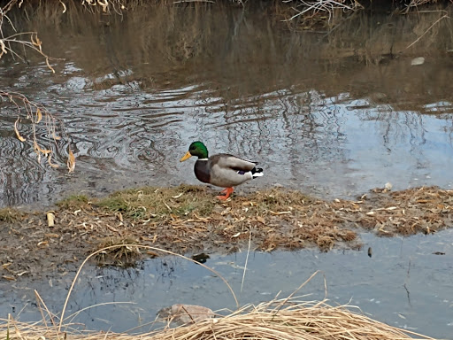 Park «Bell Roth Park», reviews and photos, Milky Way, Thornton, CO 80260, USA