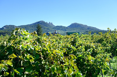 Domaine Les Cardélines - Guintrand Frédéric à Vacqueyras
