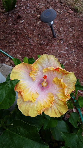 Florist «Bloomingdale Florist», reviews and photos, 827 E Bloomingdale Ave, Brandon, FL 33511, USA