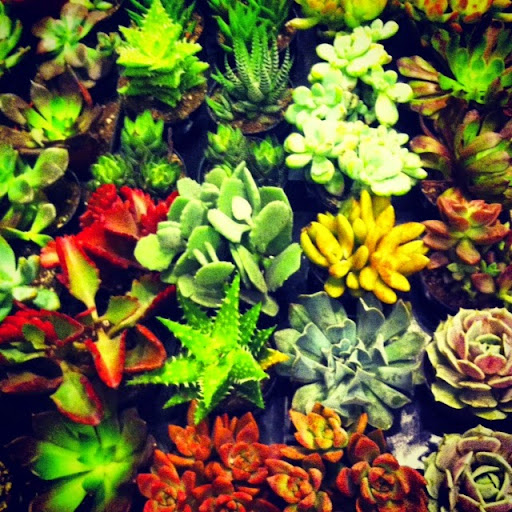 Florist «Halsted Flowers, LLC», reviews and photos, 2725 N Halsted St, Chicago, IL 60614, USA