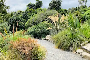 Otari-Wilton's Bush image