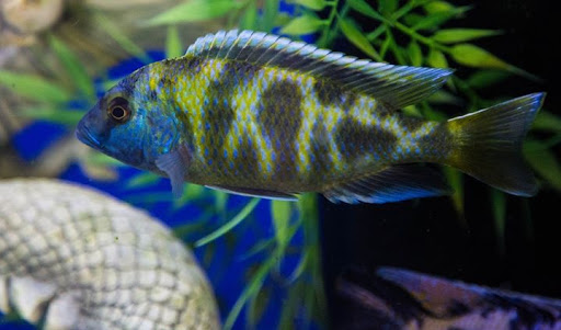 Aquarium Shop «Wet Pets by Steve», reviews and photos, 504 W Main St, Norman, OK 73069, USA