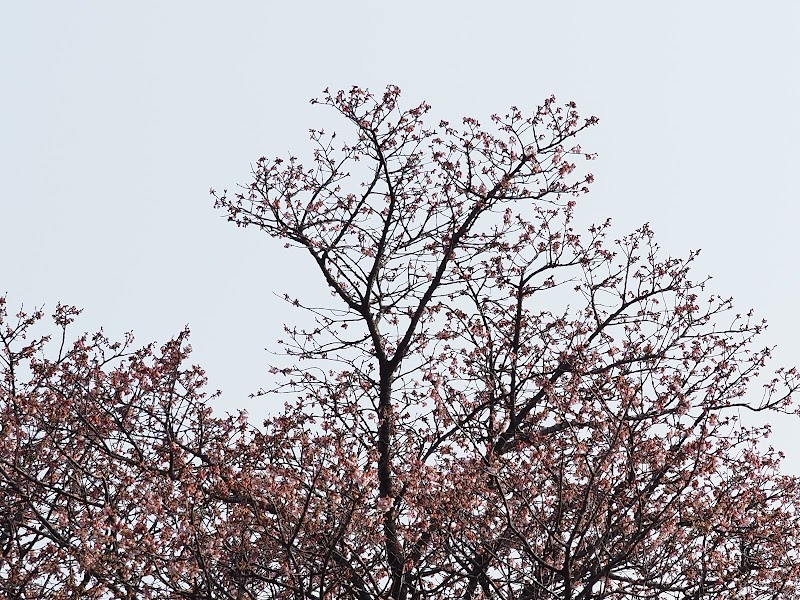 岩本の寒桜