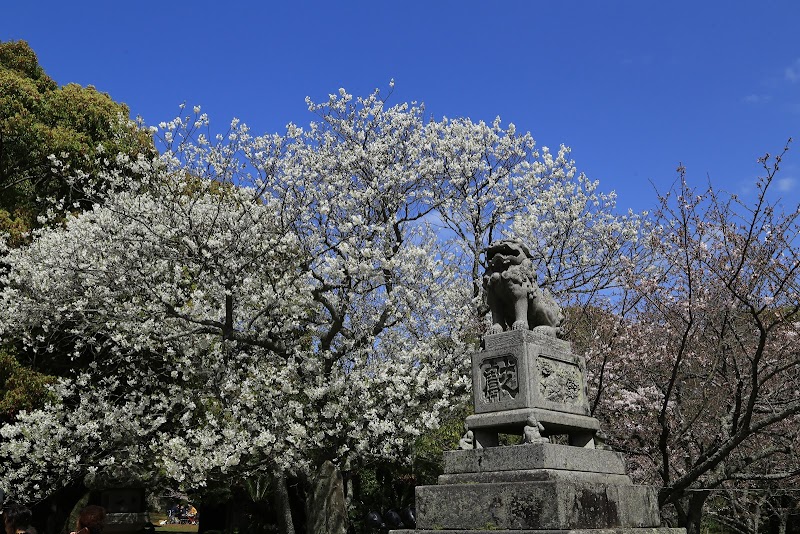 志都岐山神社のミドリヨシノ(県指定天然記念物)