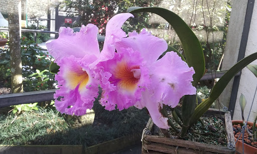 Tourist Attraction «Butterfly World», reviews and photos, 3600 W Sample Rd, Coconut Creek, FL 33073, USA