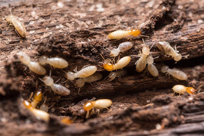 Activ'Expertise Limoges à Limoges