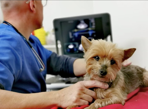Veterinario 24h - Clínica Ramon Grau en Terrassa