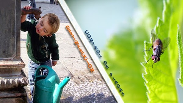 Higia Control de Plagas Extremadura