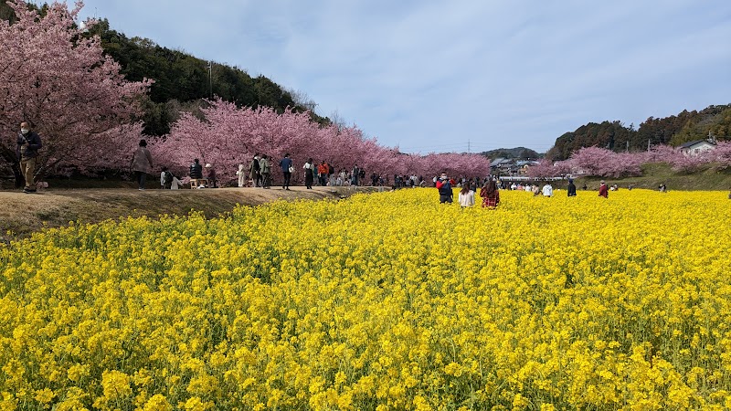 東大山河津桜祭り 駐車場