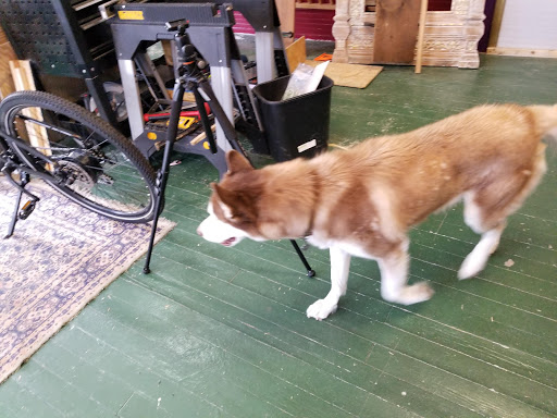 Bicycle Store «The Path Bicycle and Ride Shop», reviews and photos, 647 Cleveland St, Clearwater, FL 33755, USA