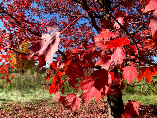 Park «Lake Elmo Park Reserve», reviews and photos, 1515 Keats Ave N, Lake Elmo, MN 55042, USA