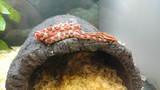 Pet Supply Store «Petco Animal Supplies», reviews and photos, 11 Cornerstone Square #200, Westford, MA 01886, USA