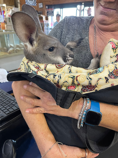 Animal Feed Store «New Braunfels Feed & Supply», reviews and photos, 810 Loop 337, New Braunfels, TX 78130, USA