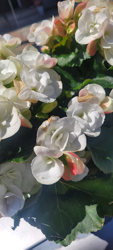 Florist «Sunfresh Flower Mart», reviews and photos, 14507 Hawthorne Blvd, Lawndale, CA 90260, USA