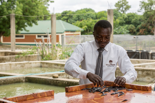 Efugo Farms, Gwagwalada Rd, Kuje, Nigeria, Accountant, state Niger