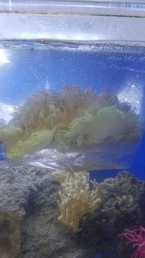 Tropical Fish Store «Westside Aquarium & Pets», reviews and photos, 3402 S Dale Mabry Hwy, Tampa, FL 33629, USA