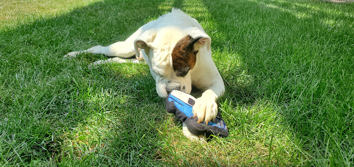 Pet Supply Store «Ruff Haus Pets», reviews and photos, 4652 N Rockwell St, Chicago, IL 60625, USA